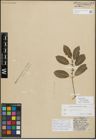 Foto von Salix myrsinifolia Salisb.